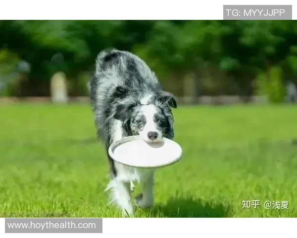 飞盘新手必看:从基础技巧到实战经验的全面入门指南